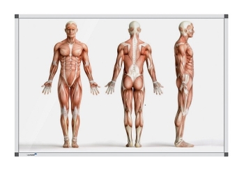 Legamaster 7-101135 Premium Board Human Anatomy - Standing - 45 x 60 cm